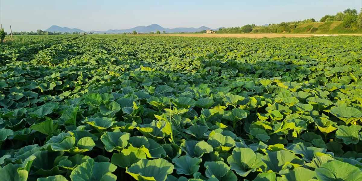 Zucche, si fa strada la baulatura